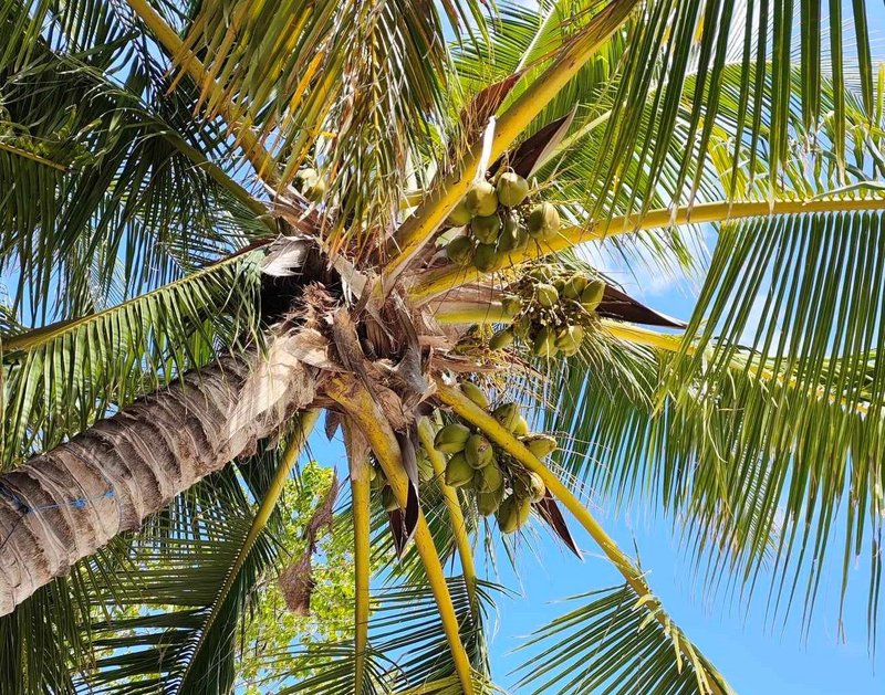 Namesto pod borovci boste na Maldivih senco lovili pod kokosom.