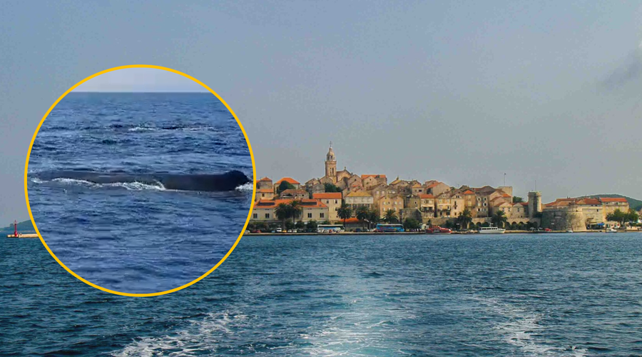 Blizu Korčule opazili največje zobate živali na svetu, ki običajno živijo v globinah morja (znašle so se v življenjski nevarnosti) (foto: Profimedia/Facebook/ Blue World Institute/fotomontaža)