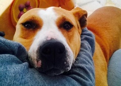 Nov primer odtujitve psa: štirje moški in koprska registracija!