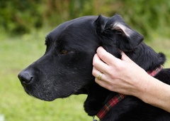 5 načinov, s katerimi psu pokažete, da ga imate radi (in da vas dejansko razume)