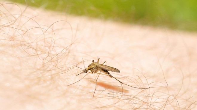 Nad komarje z eno povsem preprosto sestavino (preverjeno deluje!) (foto: Profimedia)