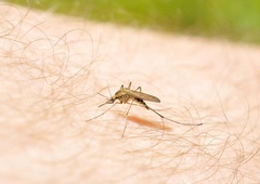 Nad komarje z eno povsem preprosto sestavino (preverjeno deluje!)
