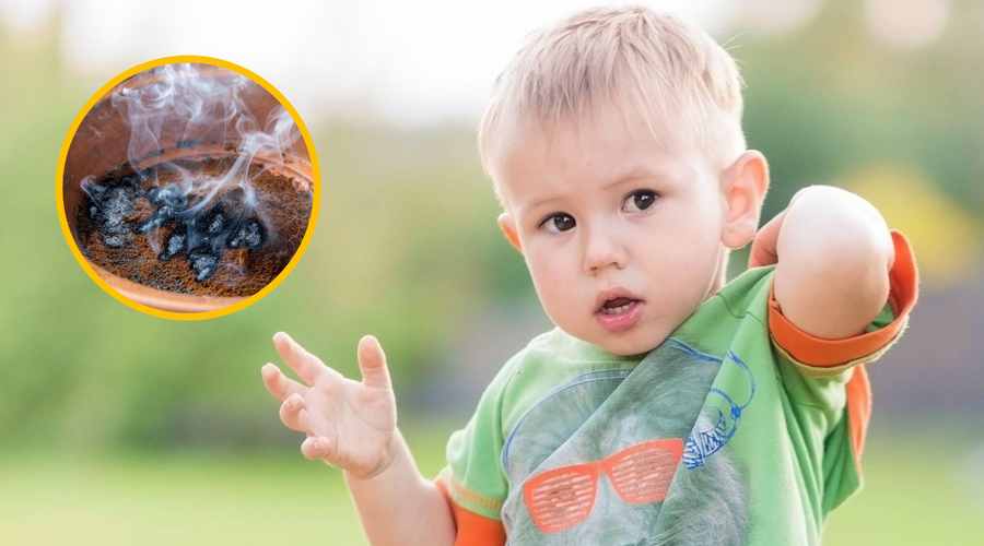 Recept proti komarjem, ki dokazano deluje: pobegnite pred nadležnimi insekti z naravnim trikom (sestavine imate doma) (foto: Omrežje X/Grounds For Good/Profimedia/fotomontaža)