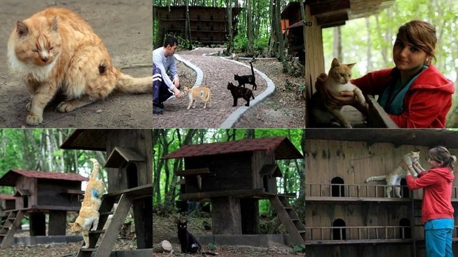 Ste že slišali za mačje mesto v Turčiji? Raj za nikogaršnje mačke! (foto: Youtube / posnetek videa)