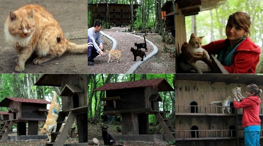 Ste že slišali za mačje mesto v Turčiji? Raj za nikogaršnje mačke! (foto: Youtube / posnetek videa)