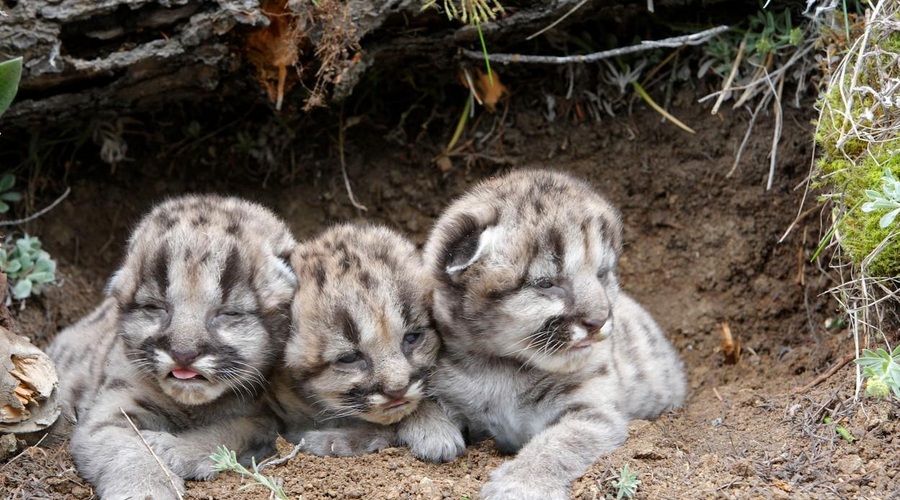 Puma skotila mladička, ki je s svojo posebnostjo v trenutku osvojil svet (VIDEO) (foto: Profimedia)