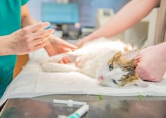 Razmišljate o kastraciji oz. sterilizaciji mačke? (Tukaj je 7 zelo dobrih razlogov, ki jih morate poznati)