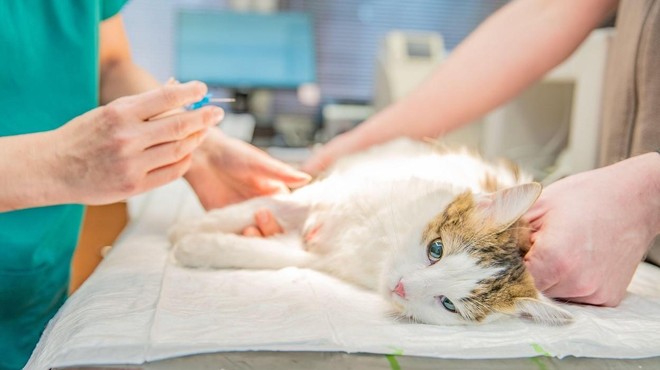 Razmišljate o kastraciji oz. sterilizaciji mačke? (Tukaj je 7 zelo dobrih razlogov, ki jih morate poznati) (foto: Profimedia)