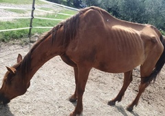 Žalostna usoda kobile, ki je pristala v napačnih rokah: "Če bi te pravilno hranili, oskrbovali in nudili ljubezen, bi bila mogoče še živa"