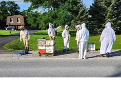 Nenavadna nesreča: s tovornjaka padli panji s kar 5 milijoni razdraženih čebel!