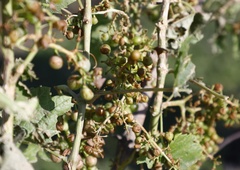 Obupani vinarji brez moči v boju z naravo: nekateri so ostali brez vsega (kako bo to vplivalo na cene?)