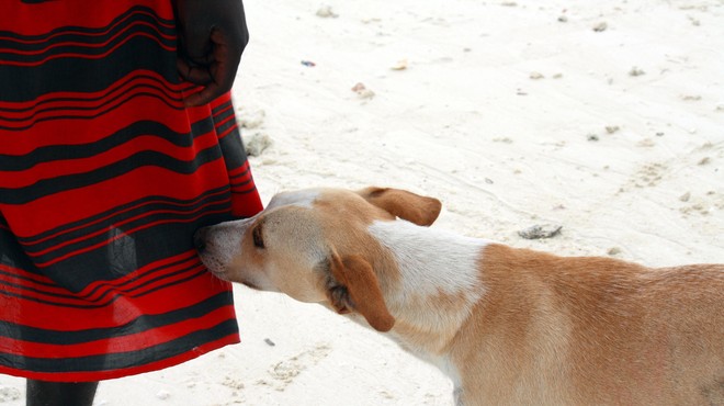Razkrivamo, zakaj psi tako radi ovohavajo vaše mednožje (foto: Profimedia)