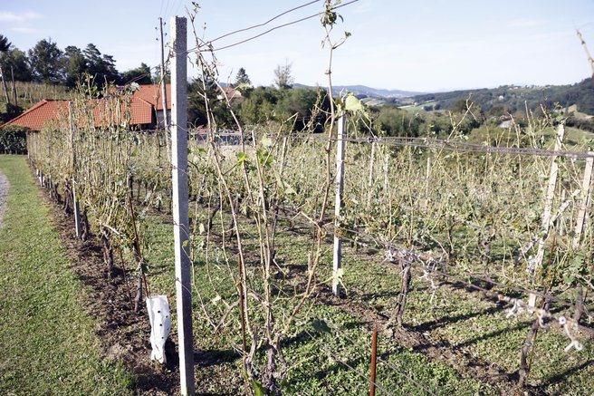 Ob vinogradu na Primorskem naleteli na neverjetno odkritje
