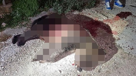Moški ubil priljubljeno medvedko, ki nikoli ni povzročala težav (bila je simbol narodnega parka)