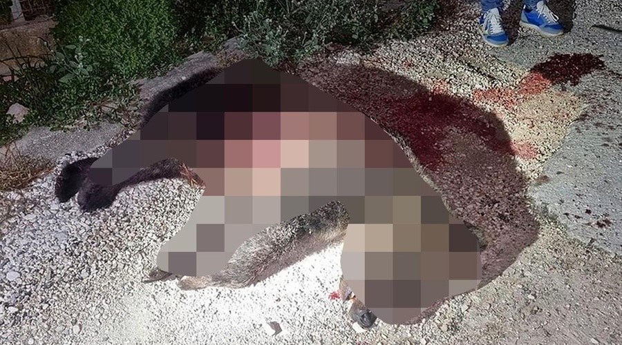 Moški ubil priljubljeno medvedko, ki nikoli ni povzročala težav (bila je simbol narodnega parka) (foto: Profimedia)