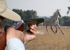 Ostudno dejanje: kakšen človek gre z zračno puško nad konja?