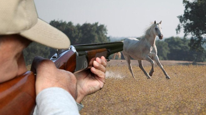 Ostudno dejanje: kakšen človek gre z zračno puško nad konja? (foto: Profimedia/fotomontaža)