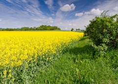 Kakšno vreme nas čaka v začetku tedna? (Že kmalu nas bo oplazila oslabljena hladna fronta)