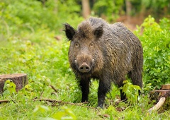 Skriti strupi: 37 let po Černobilu so divje svinje v Nemčiji še vedno močno radiaoktivne