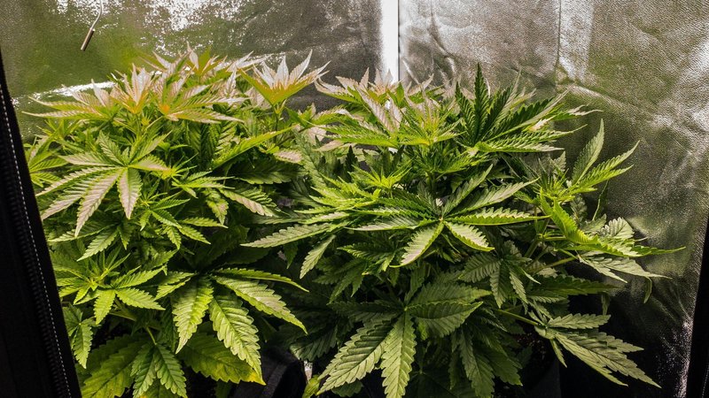 Ljubljanski kriminalisti na Igu potrkali na vrata 46-letniku: ko so videli, kaj skriva, so ga takoj aretirali