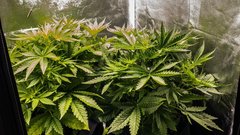 Ljubljanski kriminalisti na Igu potrkali na vrata 46-letniku: ko so videli, kaj skriva, so ga takoj aretirali