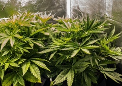 FOTO: V priljubljenem nakupovalnem centru lahko kupite sobni rastlinjak za gojenje ... konoplje (saj ni res, pa je)