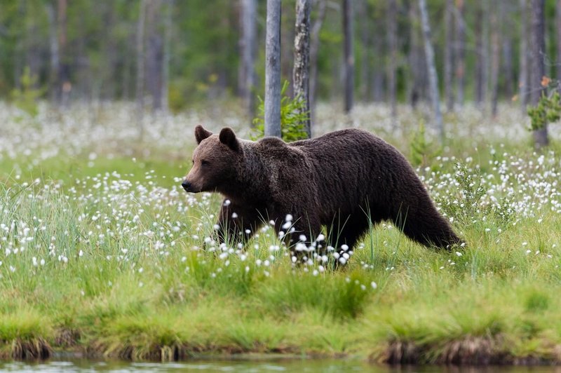 Gemma pripada skrajno ogroženi podvrsti apeninskega rjavega medveda. (Fotografija je simbolična)