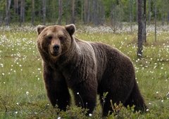 Lačna medvedka zašla v hotel in si privoščila ...