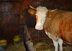 Odvzem živine na Krškem: ta naj bi bil nezakonit in pretiran, zaščitnica živali eno kravo vzela kar domov