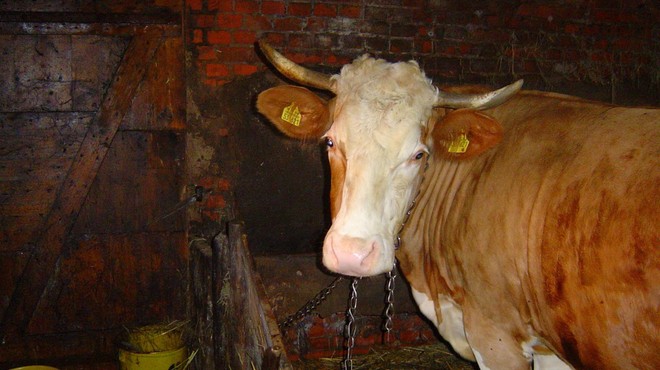 Odvzem živine na Krškem: ta naj bi bil nezakonit in pretiran, zaščitnica živali eno kravo vzela kar domov (foto: Profimedia)