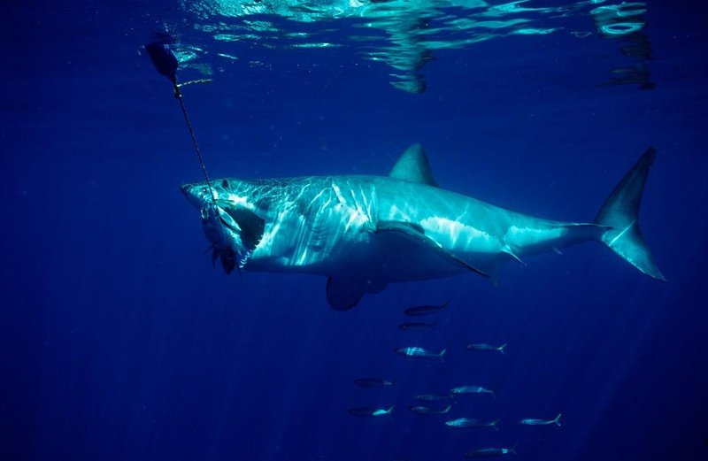 V Avstraliji so napadi morskih psov pogosti. (Fotografija je simbolična)