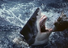 Drama na morju: morski psi napadli katamaran, trije moški komaj preživeli (osupljive podrobnosti)