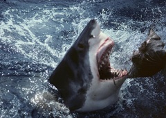 Drama na morju: morski psi napadli katamaran, trije moški komaj preživeli (osupljive podrobnosti)
