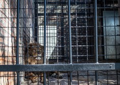 Zapuščen in pozabljen: pet let trpljenja za 'najbolj osamljenega leva na svetu' končno končanih! (VIDEO)