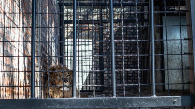 Zapuščen in pozabljen: pet let trpljenja za 'najbolj osamljenega leva na svetu' končno končanih! (VIDEO) (foto: Profimedia)