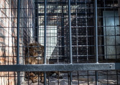 Zapuščen in pozabljen: pet let trpljenja za 'najbolj osamljenega leva na svetu' končno končanih! (VIDEO)