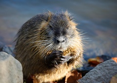 V prihodnjem tednu se začenja odlov nutrij, znan je tudi proces
