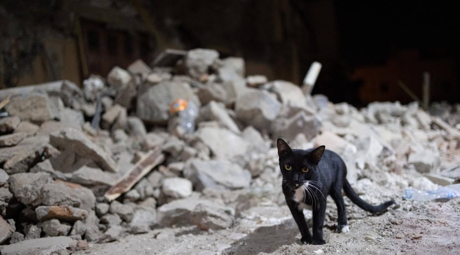 Nepredstavljiva tragedija: po hudem potresu šok in groza, ob omembi števila umrlih pa zaledeni kri v žilah (foto: Profimedia)