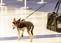 Letalska družba potnici izgubila psičko, zanjo ji je ponudila 'odškodnino': kakšen je bil razplet?