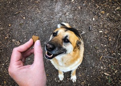 Motivacija psa s pomočjo hrane: vzgoja ali zloraba? (Strokovnjakinja pojasnjuje)