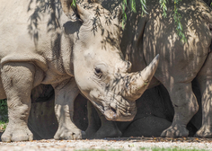 Tragedija v živalskem vrtu: nosorog napadel in ubil 28-letno oskrbnico