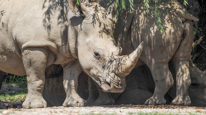 Tragedija v živalskem vrtu: nosorog napadel in ubil 28-letno oskrbnico (foto: Profimedia)