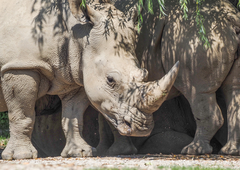 Tragedija v živalskem vrtu: nosorog napadel in ubil oskrbnico