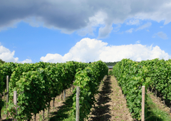 Se obdobje sončnega vremena končuje? Kmalu znova povečana možnost neviht