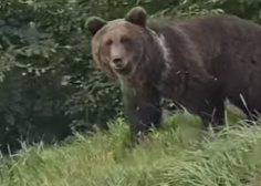 FOTO: Voznika na cesti proti Ljubljani presenetil medved (vozila se ni prav nič ustrašil)
