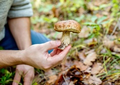 Nabiralci gob, pozor: inšpekcija na delu, kršitelje čakajo globe