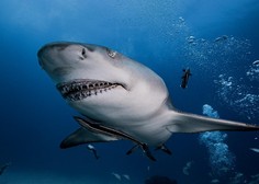 Strašljiv napad morskega psa v priljubljenem letovišču (kopalki sta sprva mislili, da gre za tuno)