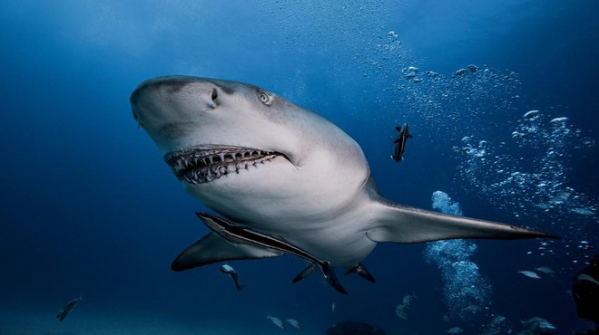 Strašljiv napad morskega psa v priljubljenem letovišču (kopalki sta sprva mislili, da gre za tuno) (foto: Profimedia)