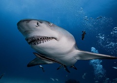 Pustolovščina se je spremenila v nočno moro: morski pes napadel 10-letnika