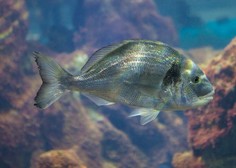 Slaba novica za ljubitelje školjk: požrešne ribe so v slovenskem morju pojedle večino letine